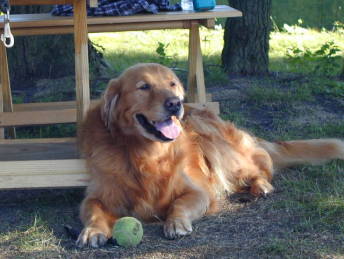 ���A���f�B�E�E�E���΂������ČĂ΂Ȃ���