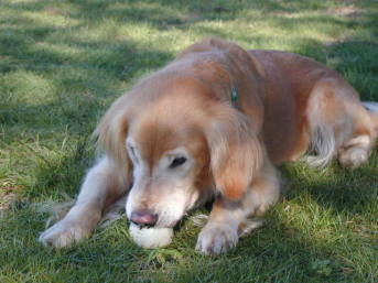 ���̎�A�{�[����