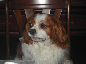 �l�̓P�[�L�ɂ��������Ȃ���