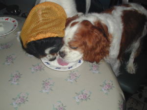 ����`�A�����̐H�ׂ�