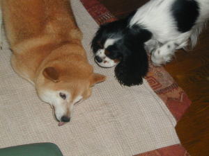 ����Ȏ�����Ȃ��ŁA�V��ŁI�I