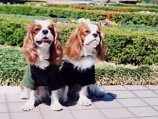 �����g�r�[���}�[�������