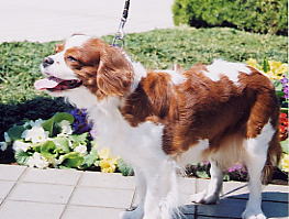 �����W�F�[�������