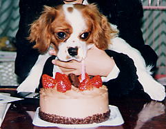 ���̃P�[�L�͖l�̂����̒��ɂ͓���Ȃ�����