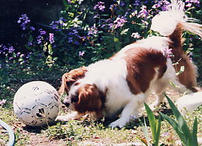 この頃は、ボール遊びも楽しかった