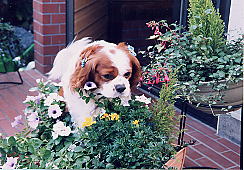 ���̂��ԁA����������`