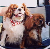 ����񂿂���D��