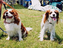 �����N�A�����Ƌ߂�����Ă�