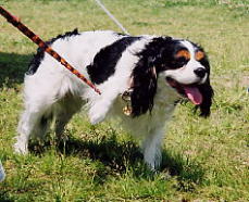 �T���f�B�[�N�A�����v