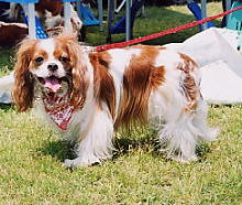 ���Ă��ҁ[�����A����������